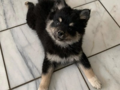 Cute and lovely Pomsky puppies available