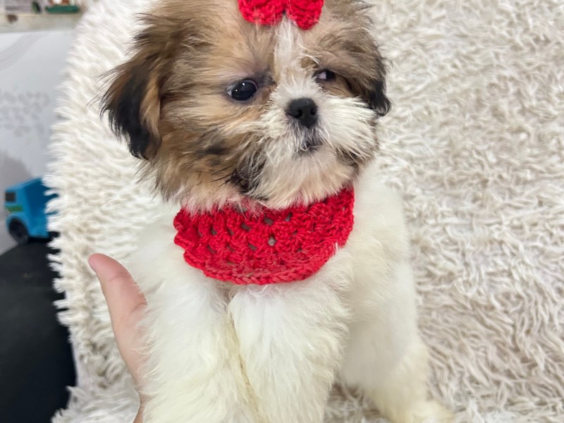 Filhotes de shitzu fêmea