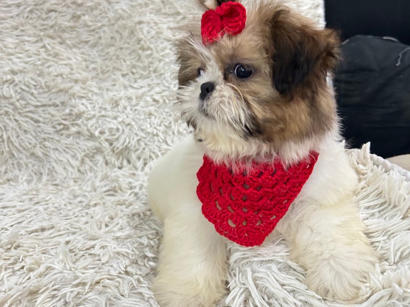 Filhotes de shitzu fêmea