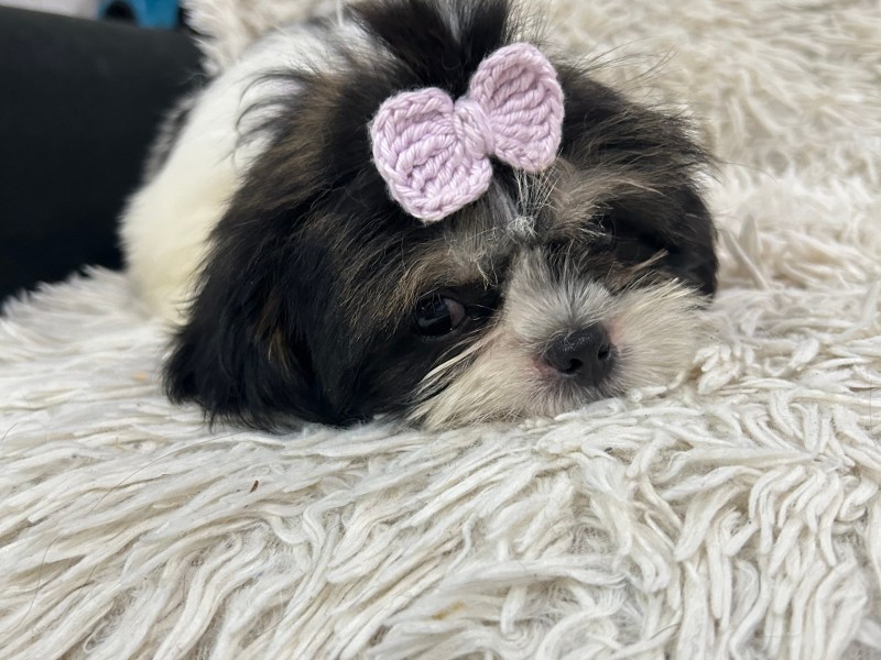 Filhotes de shitzu fêmea