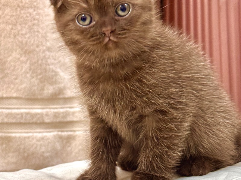 Pure Chocolate Scotish