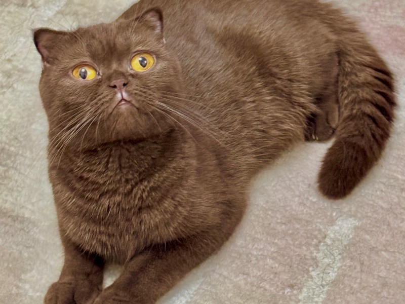 Pure Chocolate Scotish