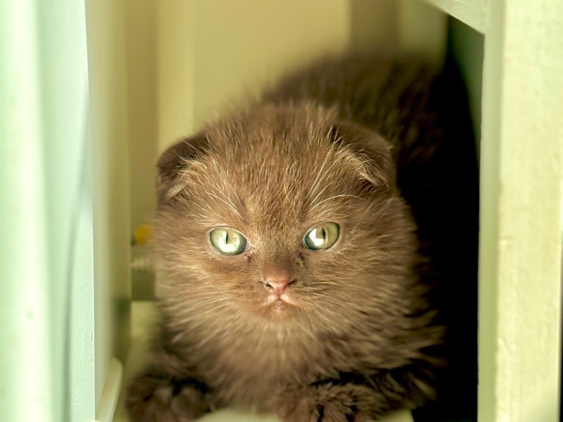 Pure Chocolate Scotish