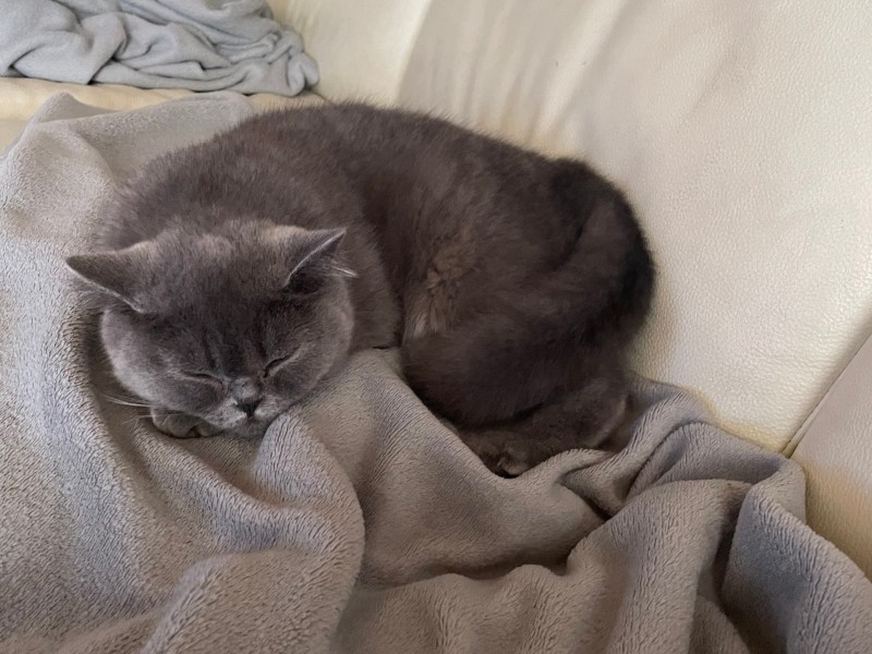 BKH Kätzchen in liebevolle Hände abzugeben