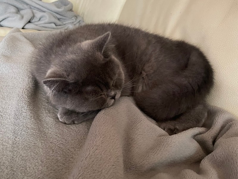 BKH Kätzchen in liebevolle Hände abzugeben