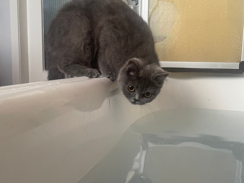 BKH Kätzchen in liebevolle Hände abzugeben