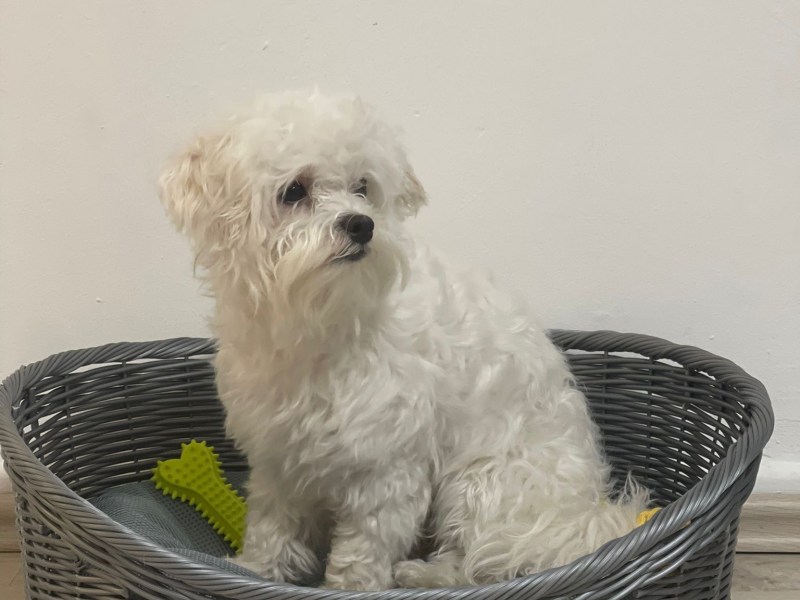 Ein Herz auf vier Pfoten – mein kleiner Malteser