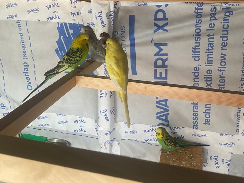 Tamed and untamed budgies with semi tamed baby lovebird