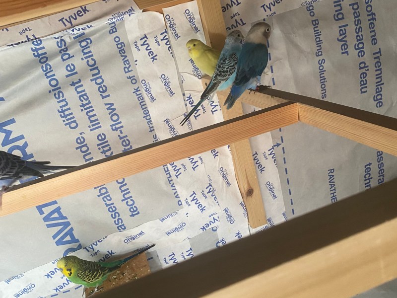Tamed and untamed budgies with semi tamed baby lovebird