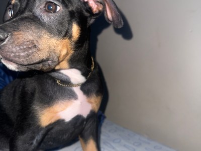 Black tri color bully