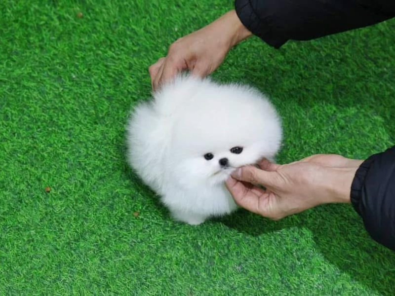 Pomeranian-Welpen verfügbar