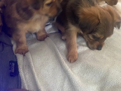 needs a good home with caring owners that will work them properly