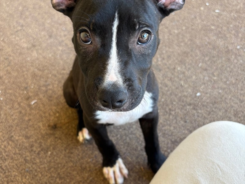 German shepherd Pitbull mix