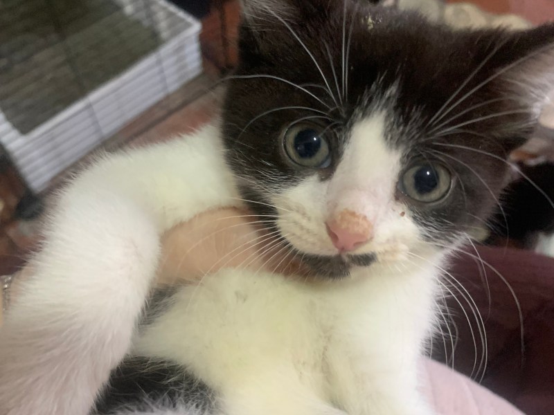 11 weeks kitten boys