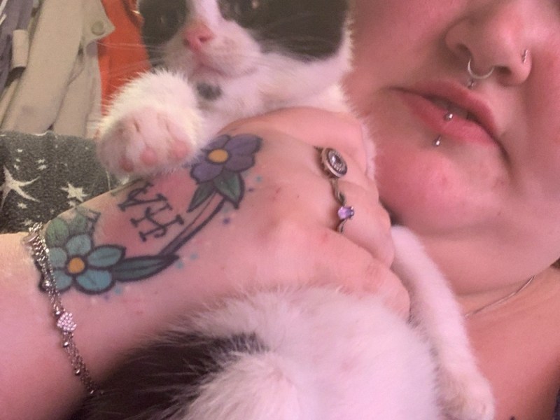 11 weeks kitten boys