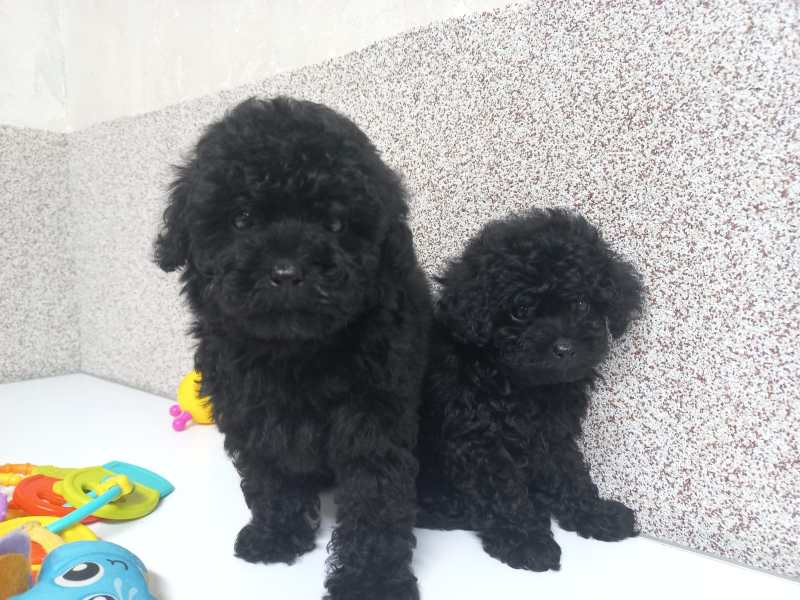 Цуценята пуделя , 2 місяці | Харків