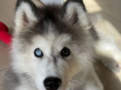 Husky pup for sale