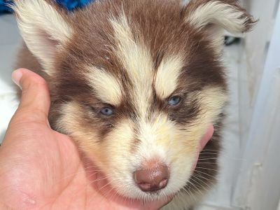 Filhotes de husky a venda