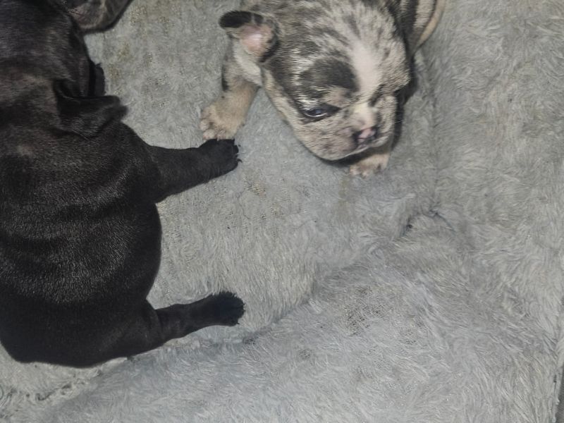 Frenchie pups in need of new home