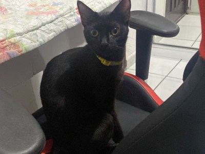 Morgana - Gata perdida em Itapuã, Salvador - BA