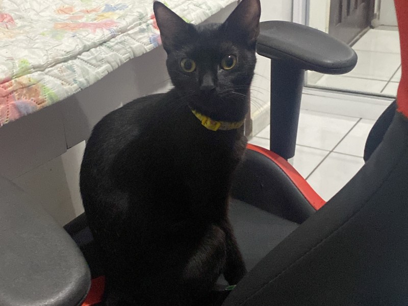 Morgana - Gata perdida em Itapuã, Salvador - BA