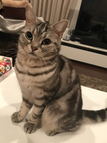 Looking for a new home for lilly. All shots are up to date and she is a friendly cat that loves on everyone