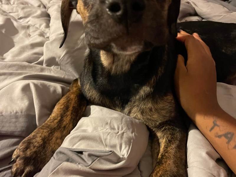 I have a 12 week old female dog for sale she is a German shepherd bullmastiff as well as a husky