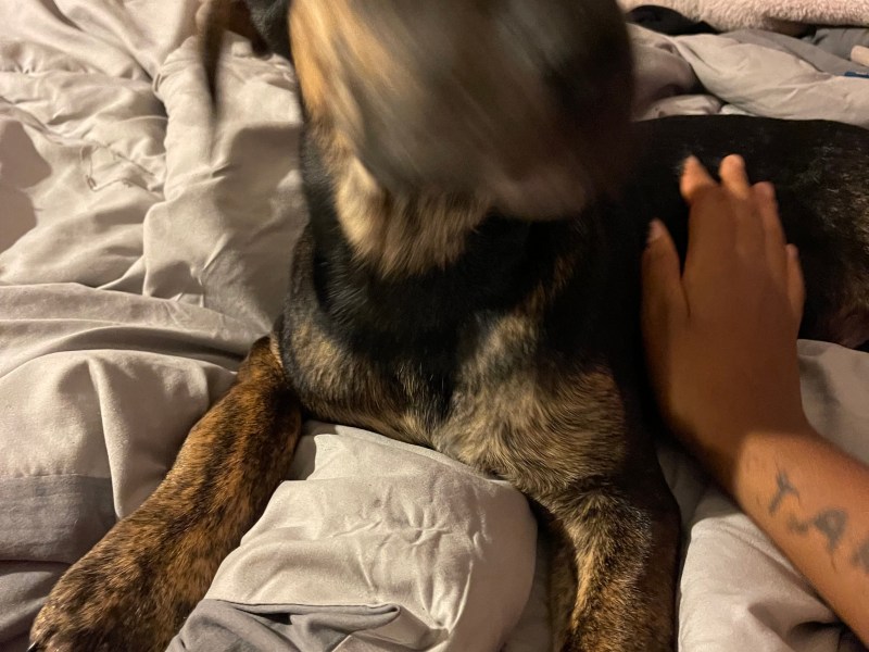 I have a 12 week old female dog for sale she is a German shepherd bullmastiff as well as a husky