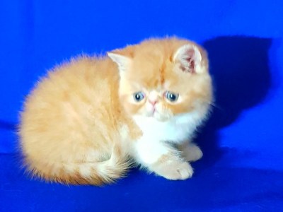 Gorgeous Red & White Exotic – Playful, Gentle & Litter Trained