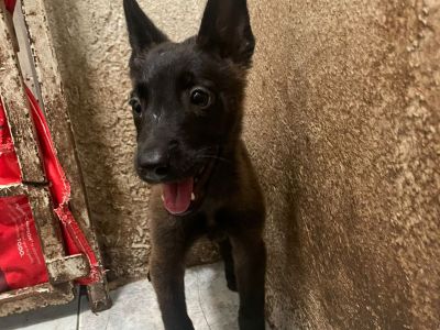 Pastores belga malinois