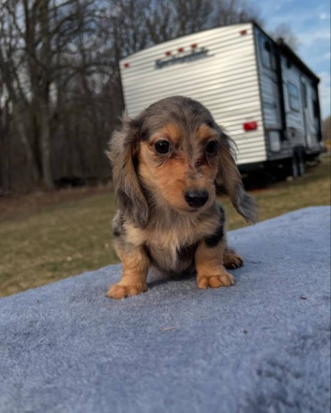 Miniature Dachshund Puppies for sale
