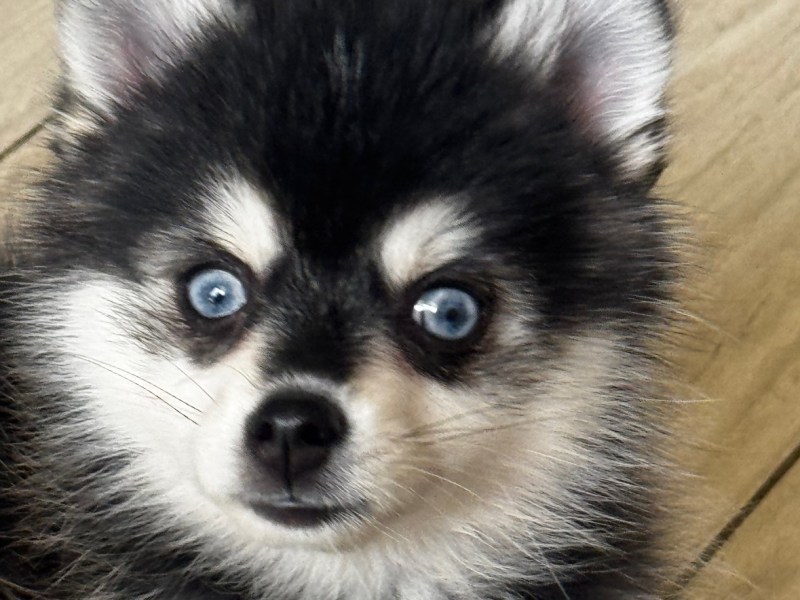 Female Pomsky