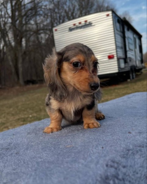 Miniature Dachshund Puppies for sale