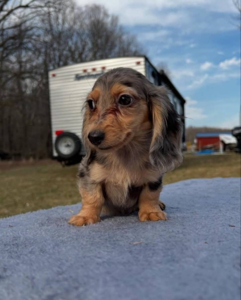 Miniature Dachshund Puppies for sale
