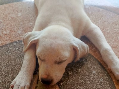 Anak anjing campuran