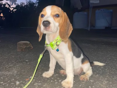 Begale 3 month old baby