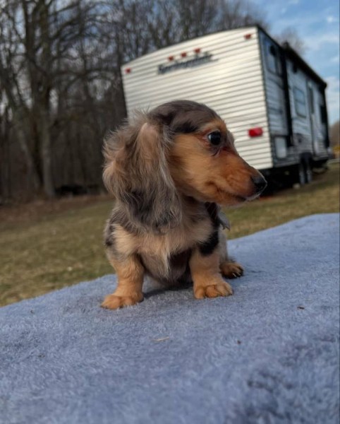 Miniature Dachshund Puppies for sale