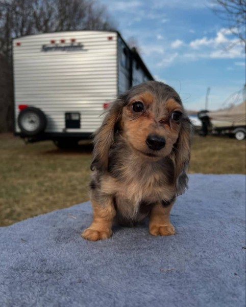 Miniature Dachshund Puppies for sale