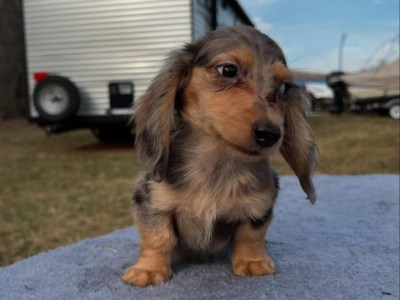 Miniature Dachshund Puppies for sale