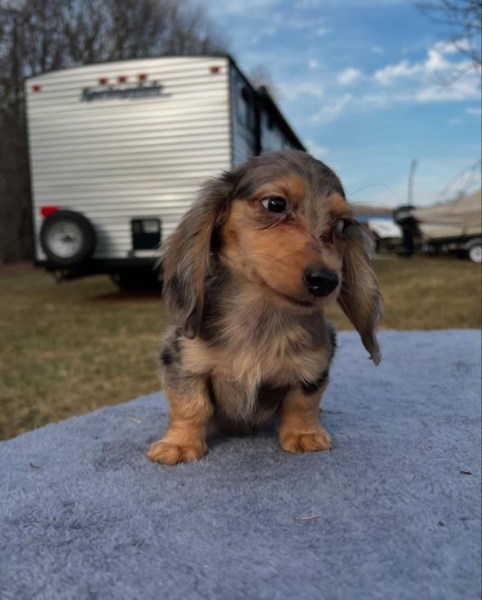 Miniature Dachshund Puppies for sale