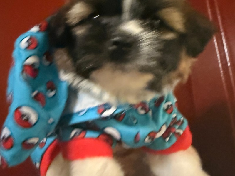 Shihtzu puppy needs a home