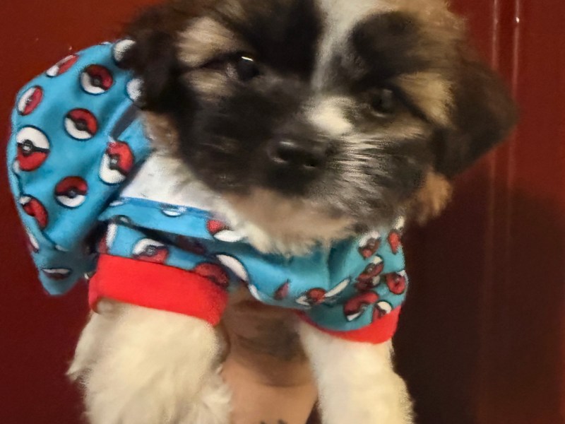 Shihtzu puppy needs a home