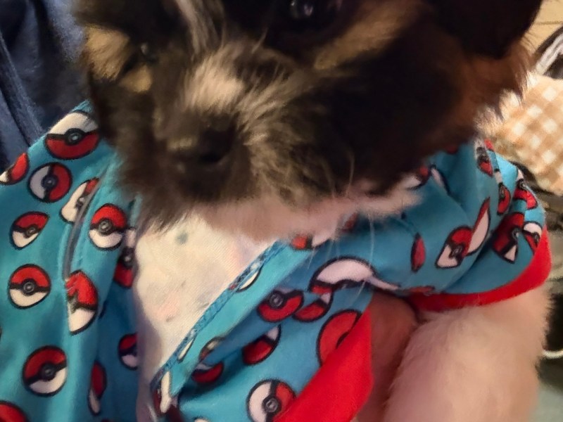 Shihtzu puppy needs a home