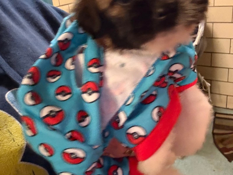 Shihtzu puppy needs a home