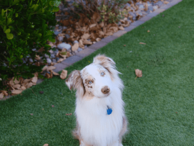 AKC Mini Australian Shepherd