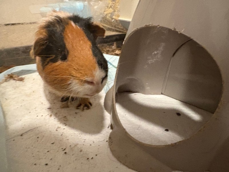 Trying to give these guys a new home