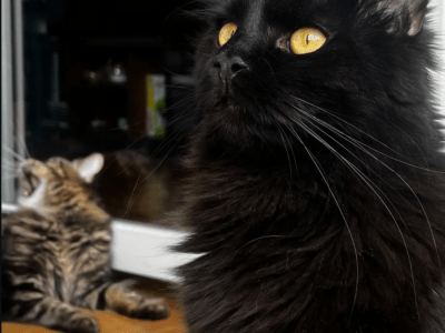 Geschwisterpaar sucht ein neues Zuhause