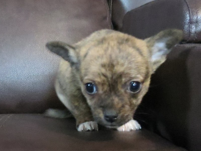 Beautiful Brindle Colored Ckc Chihuahua Puppy