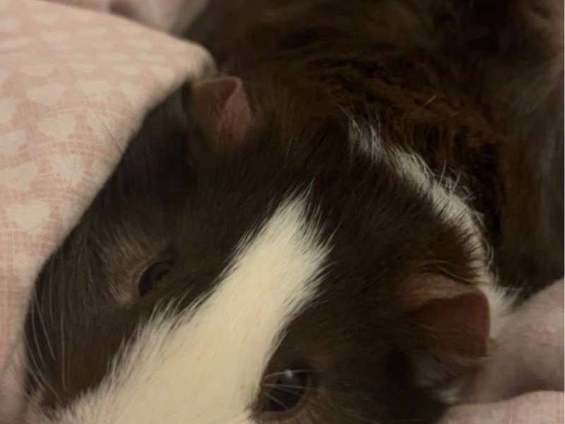 Two Male Guinea Pigs