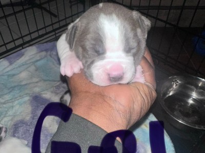 Rehoming Pit puppies